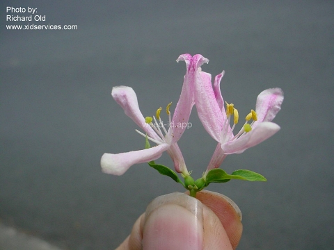 honeysuckle, Tatarian